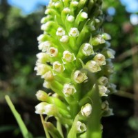 Goodyera procera (Ker Gawl.) Hook.